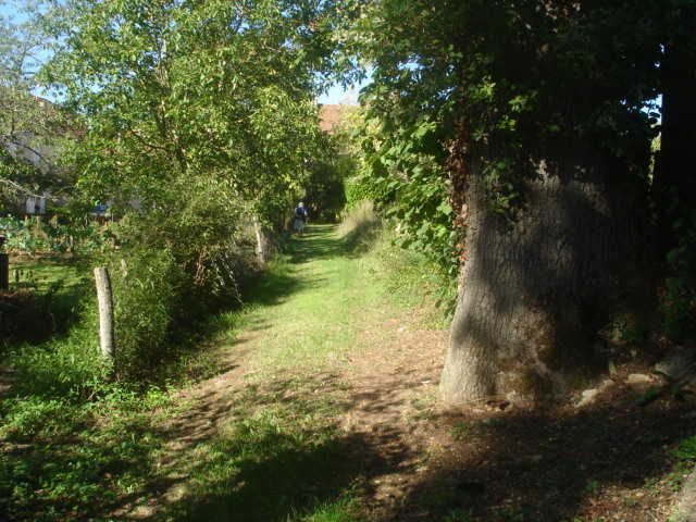 Photographie du chemin enherbé et bordé d'arbres menant au lavoir d'Auniac.