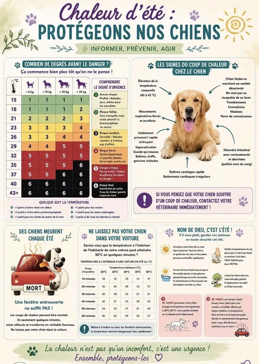 Chaleur d’été : protégeons nos chiens.