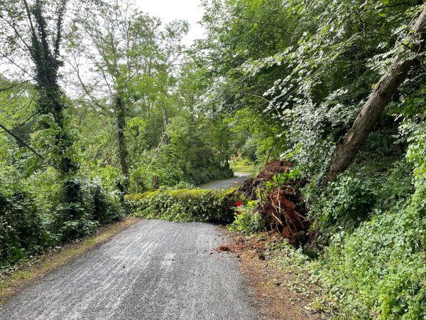 Photo de l’arbre sur la route