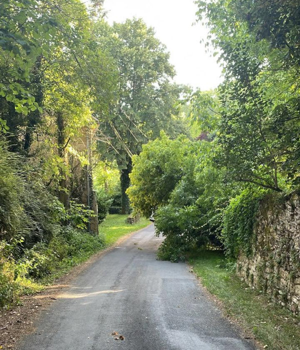 Photographie de l’arbre sur la chaussée
