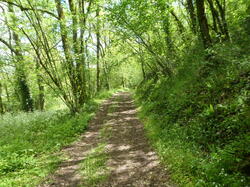 Photographie d’un chemin le long de la Melve